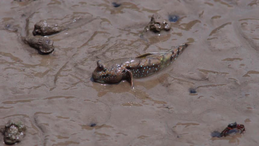 The baby lizard slithers away