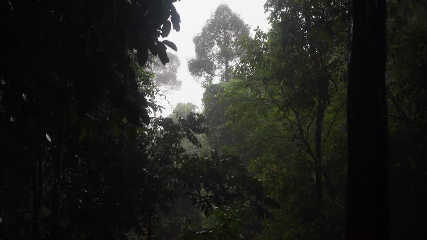Rain falling in a forest