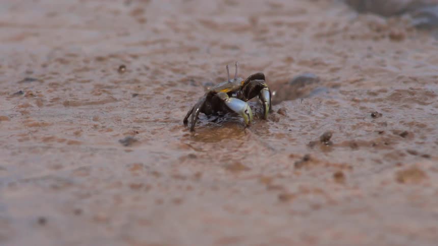 A crab picks at the sand