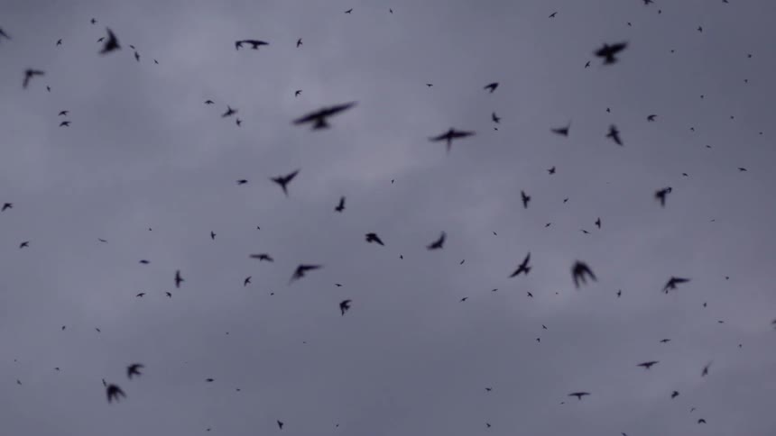 A flock of birds fly in the air