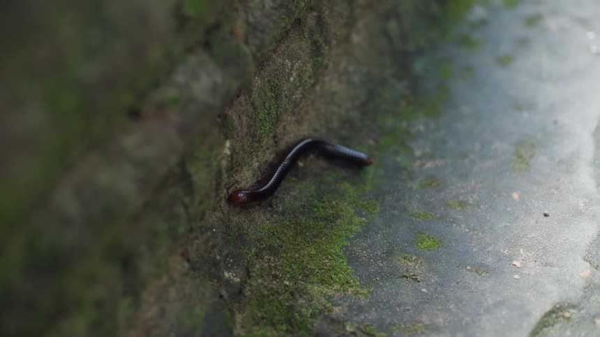 Black centipede crawls over the moss near a brick wall