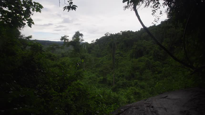 A rain forest with trees and the sky in the background