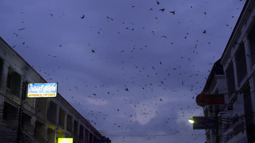 A flock of birds fly over the buildings at dusk