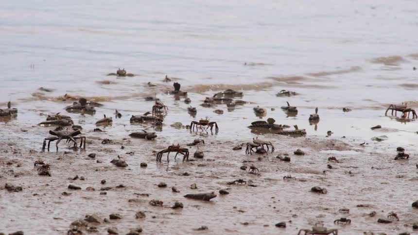 The animals sit near the water