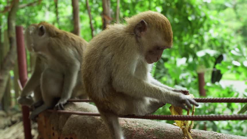 Two monkeys sit outside and then another monkey jumps down