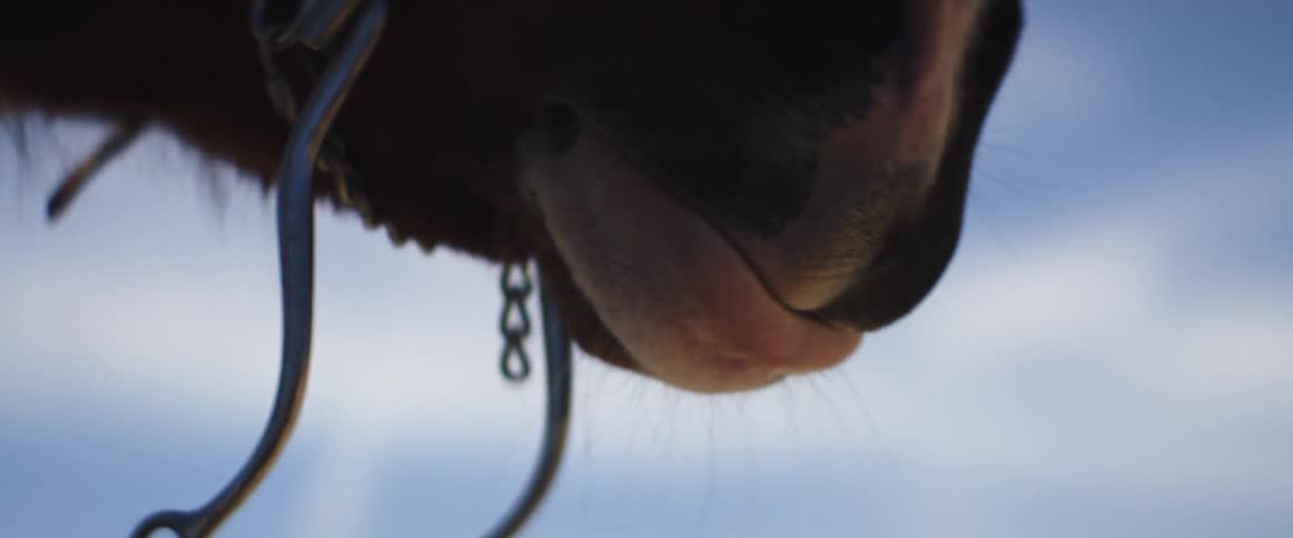 A bridled horse licks its lips