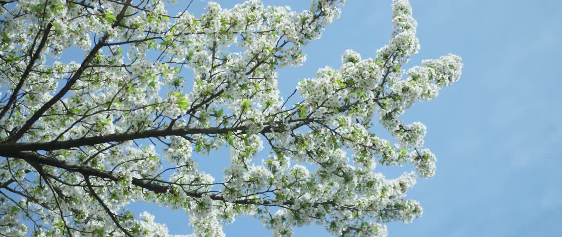 Tree branches full of blossoms on a bright blue sky day