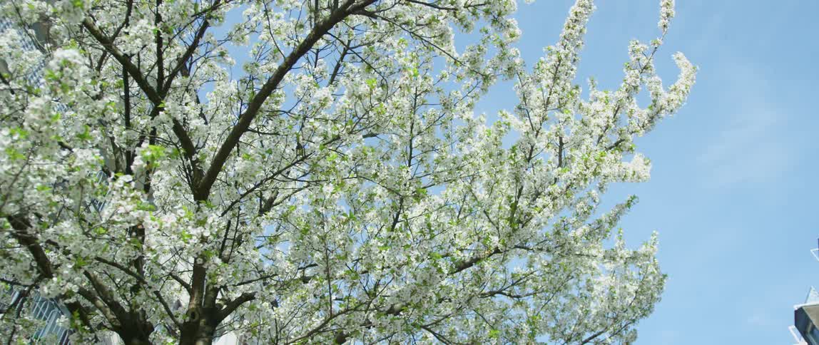 A tree with blossoms is displayed