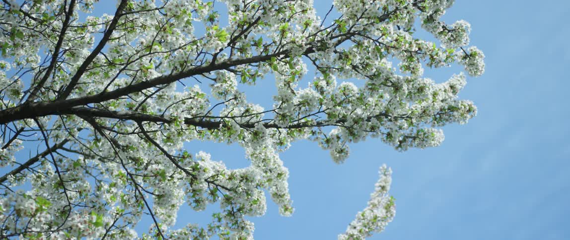 A tree blooms with flower blossoms in the spring