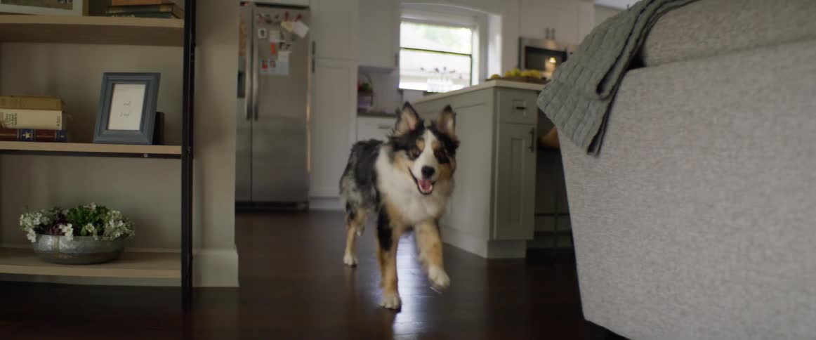 An excited dog goes running through a house