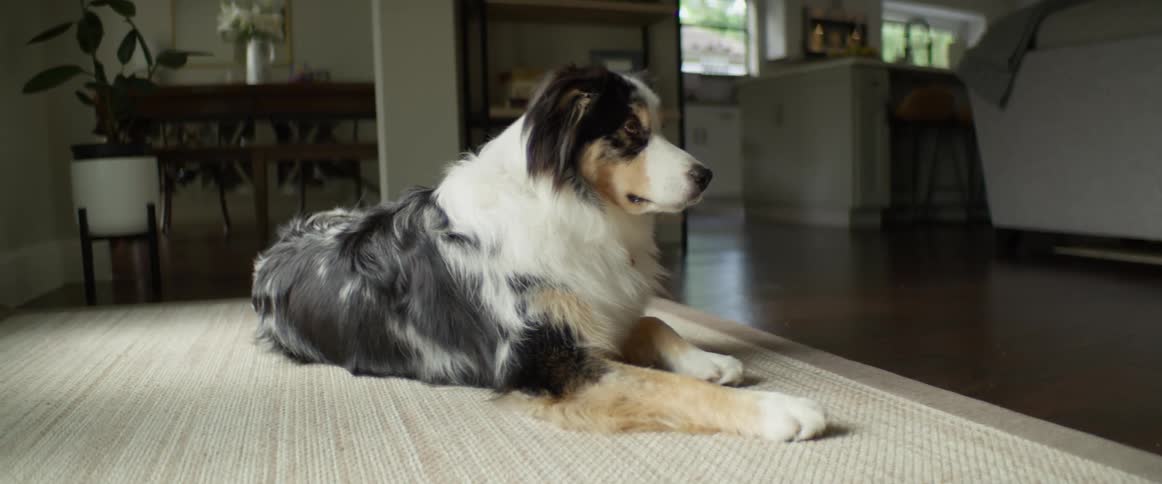 A dog sits on a rug inside a house