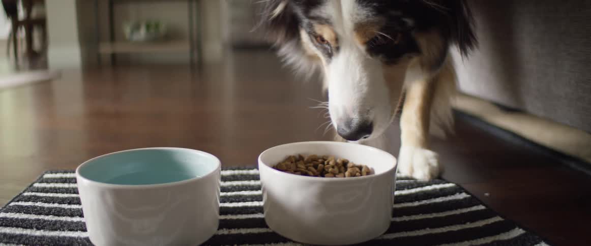 A dog walking up to and eating from a bowl of dog food in the living room of a house