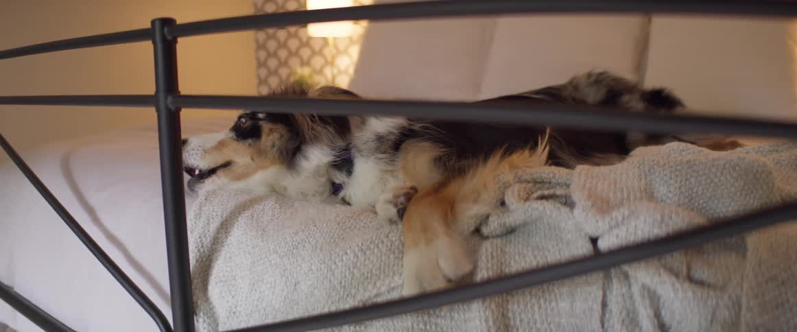 Dog lies down on the bed in the bedroom