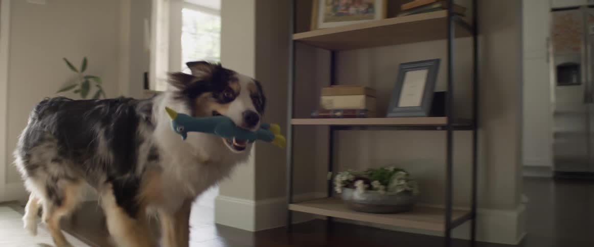 A dog in a house playing with a toy