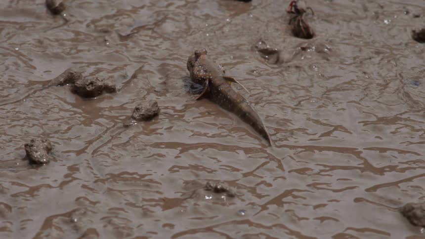 A lizard frolics in mud and leaps away as a spider and frogs move slowly nearby