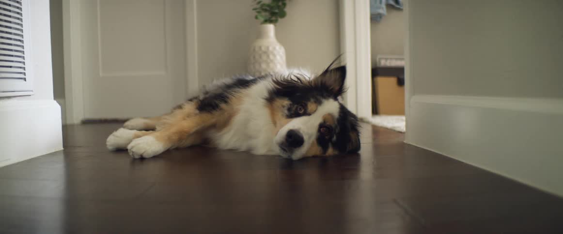 Dog lies down on the floor at home