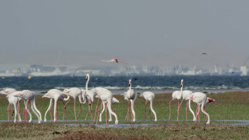 A flock or flamboyance of flamingos near the sea