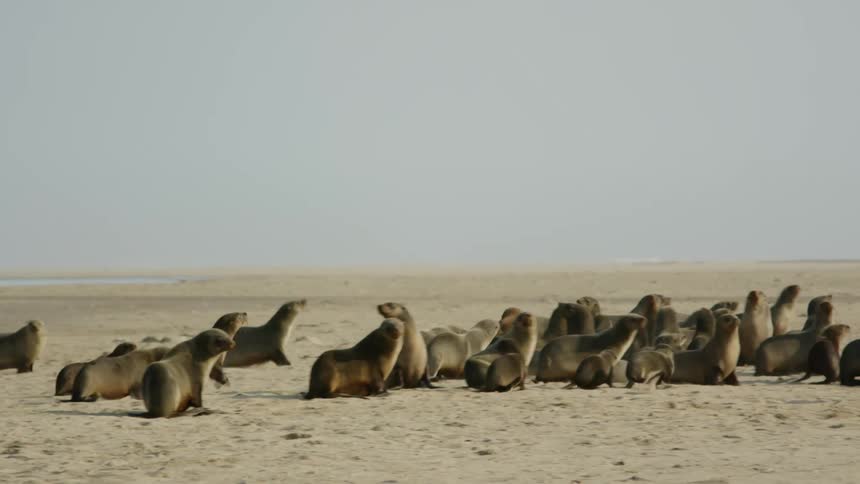 A group of sea lions runs on a sandy beach during the day