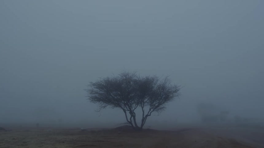 A trees stands in the fog