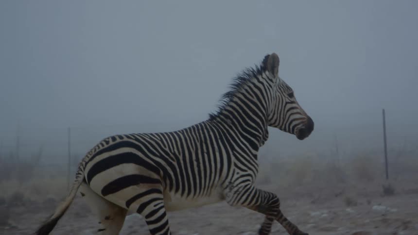 A zebra gallops across an open but rocky ground