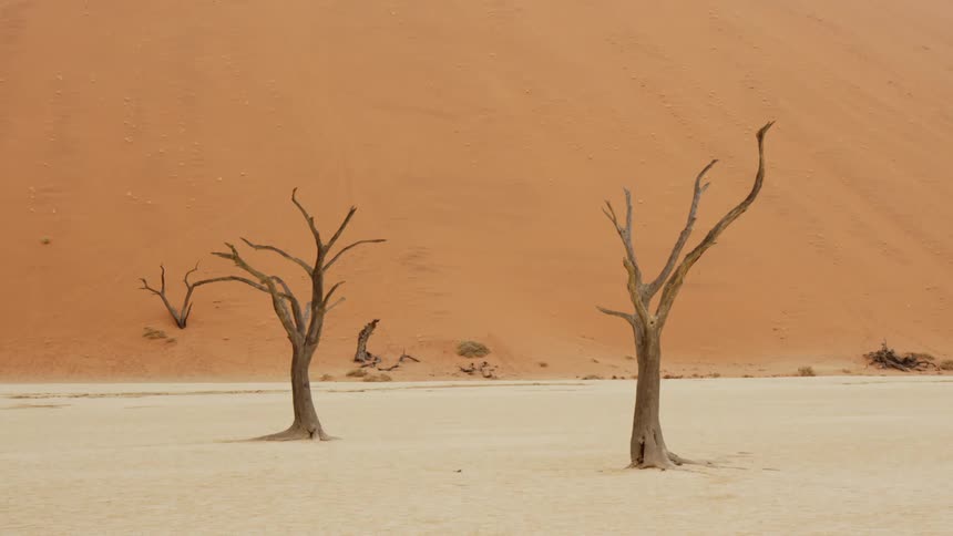 A desert with trees and sand in the background