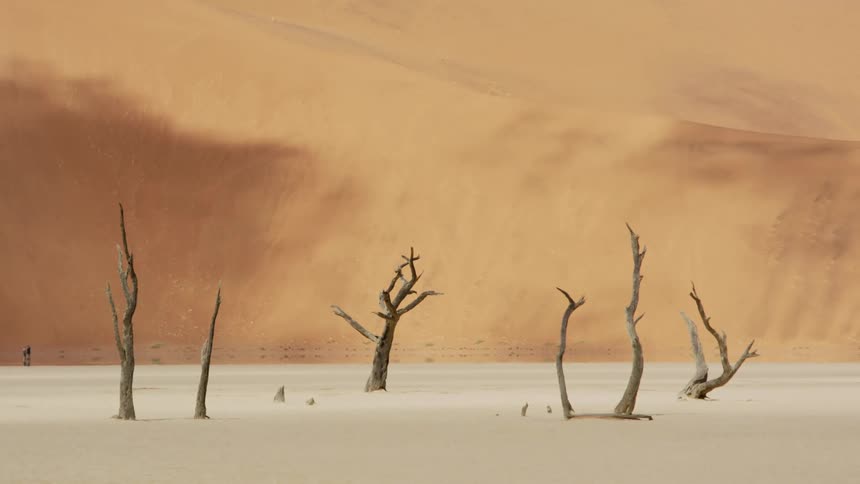 Dead trees in a basin below large sand dunes in the desert