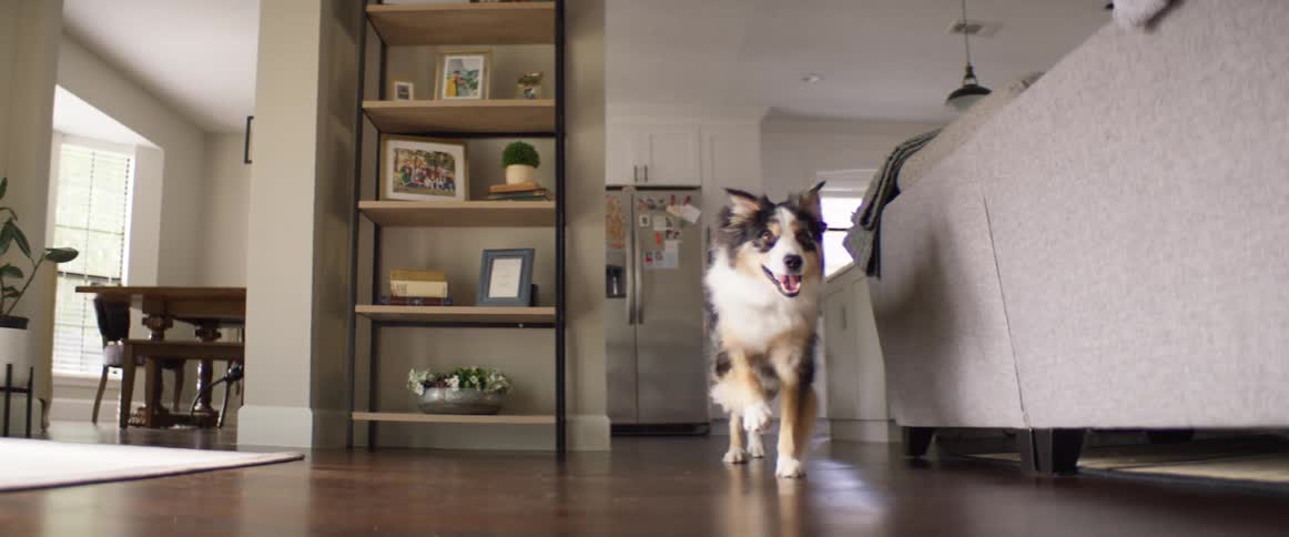 Dog wanders around in the living room at home