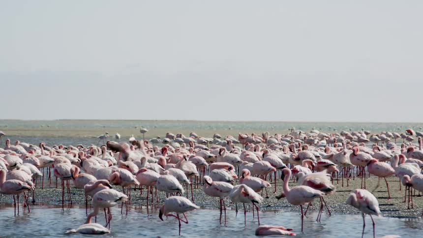 A flock or flamboyance of flamingos in the coast of a lake