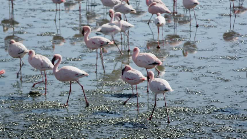 Flamingos walking in the mud