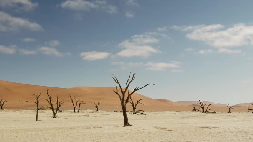Dead trees stand in the desert