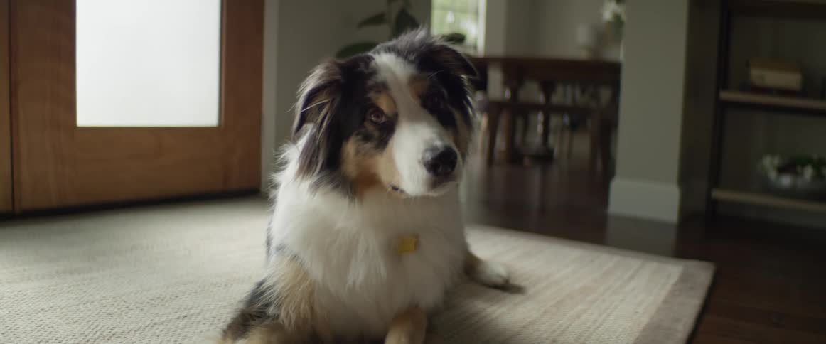 A dog lies at the front door of his home