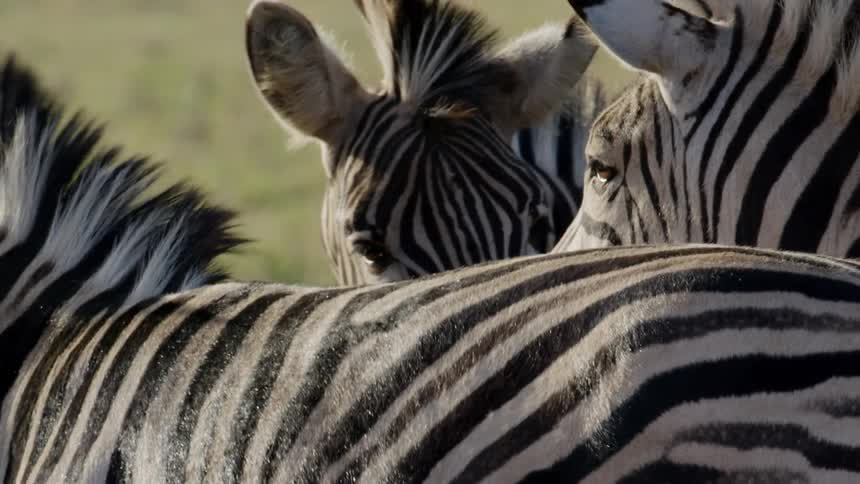 Zebras with the grassy plain in the background