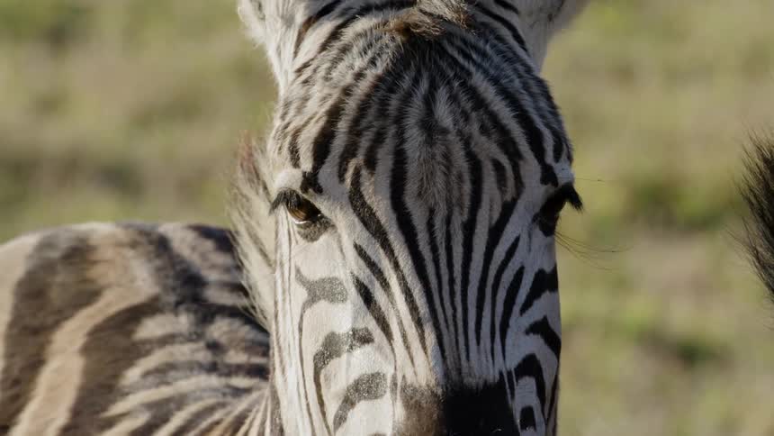 A pair of zebras standing leisuring together in a grassland