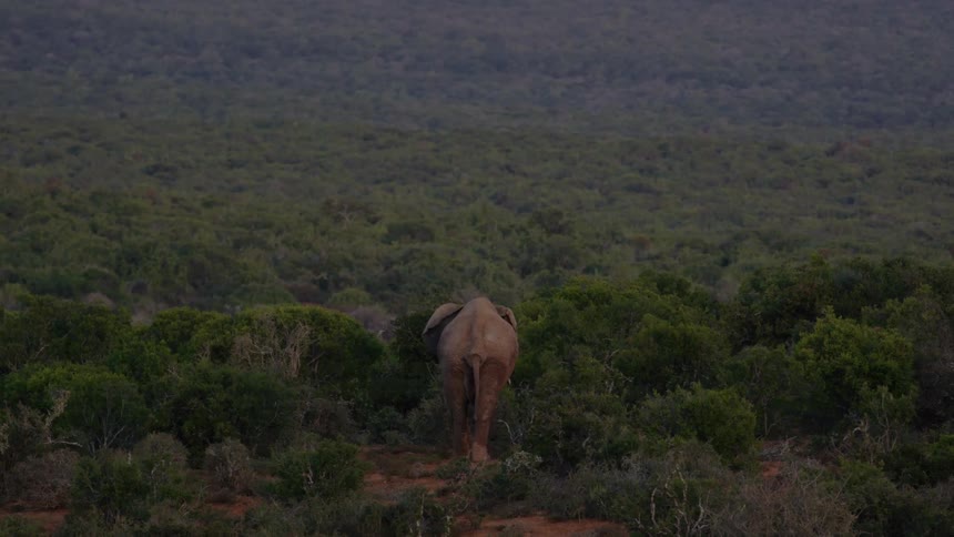 Elephant walking through the bushes in the savanna