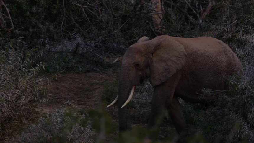 An elephant walks through a forest