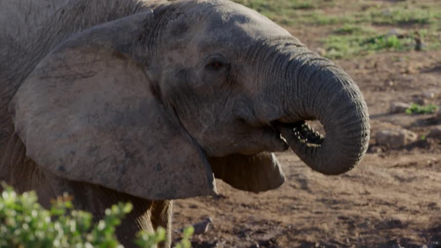 An elephant uses its trunk to lift water out of a hole to drink while birds look on