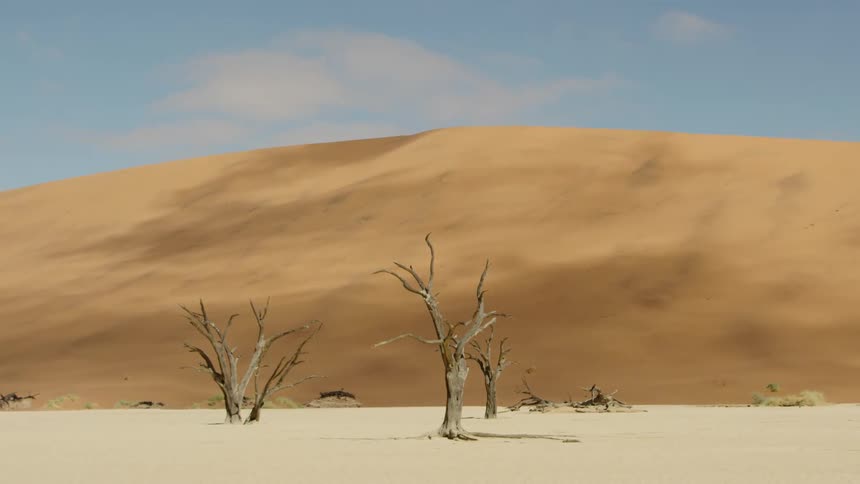 Bare trees sit in a desert in front of a large hill