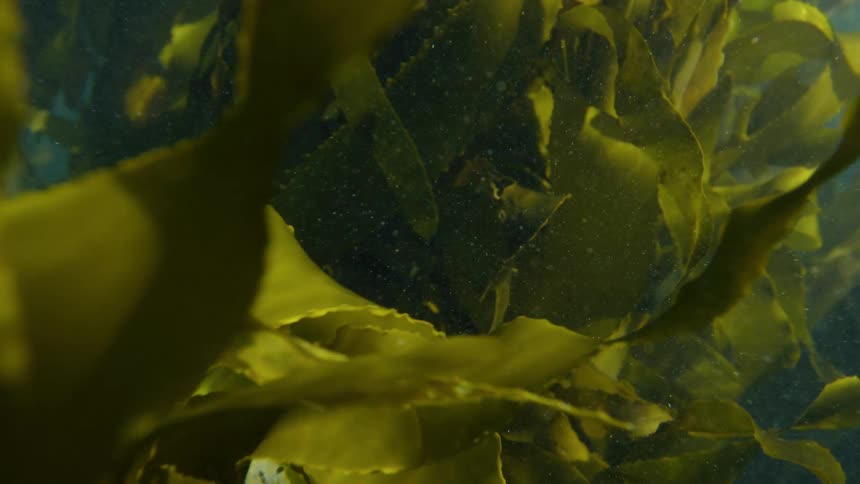 Seaweed underwater