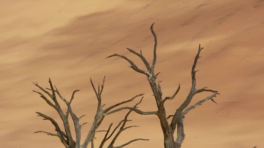 A tree in the desert with sand in the background