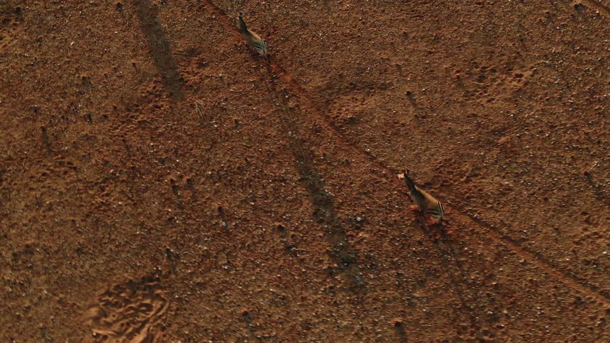 Zebra run in single file along paths in red earth covered plain