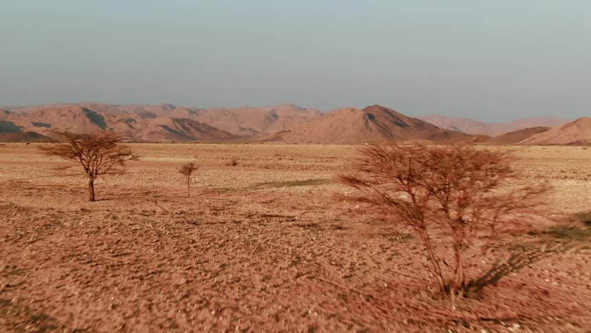 Sparse trees sit in the desert near the hills