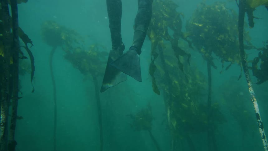 A diver wearing flippers floats underneath the water