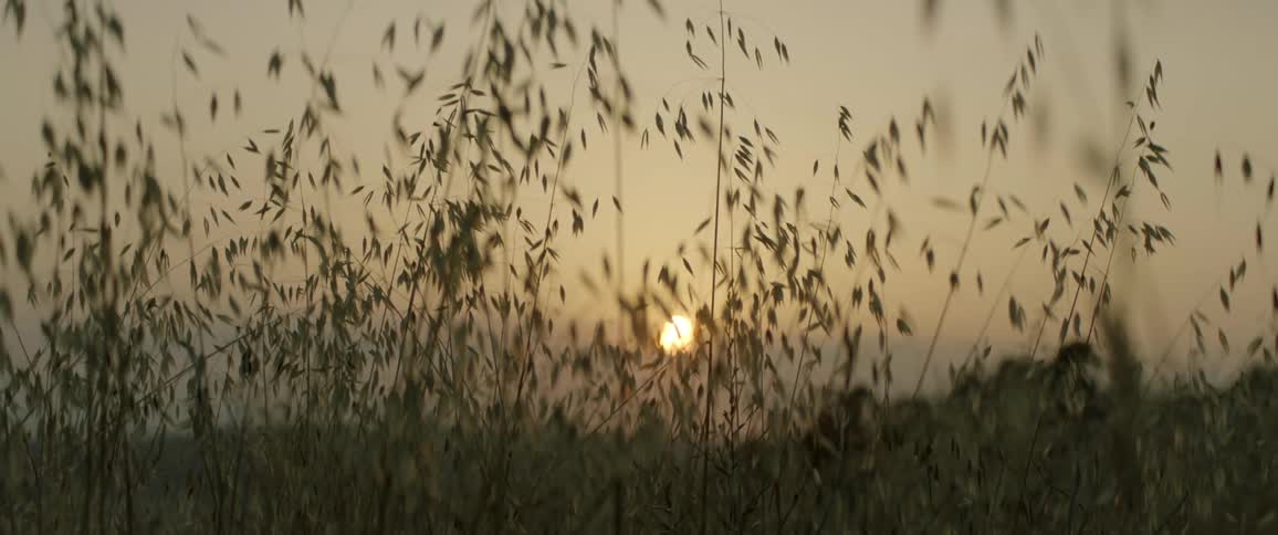The sun sets in a field where tall weeds grow above the grass