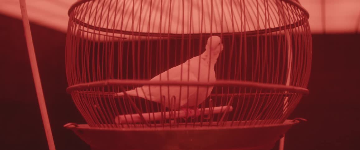 Pigeon inside a wooden cage under a red light