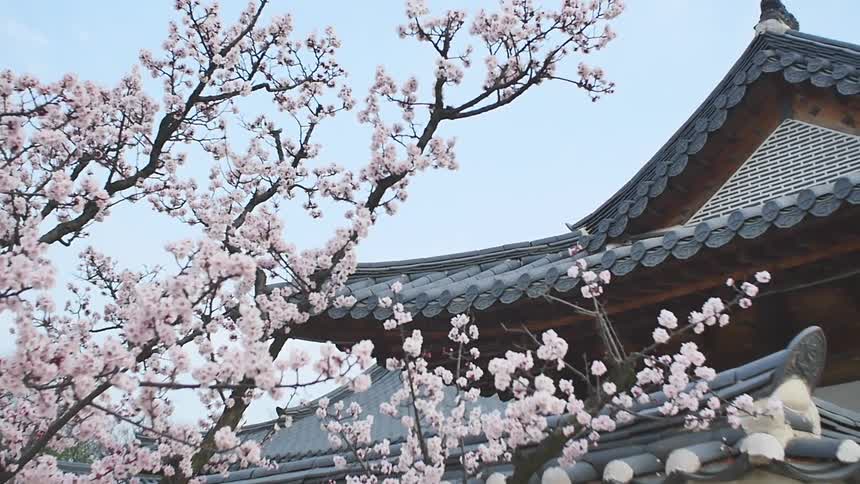 A cherry blossom tree in front of an asian-looking building