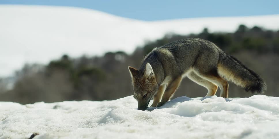 A wild fox hunts in the snow