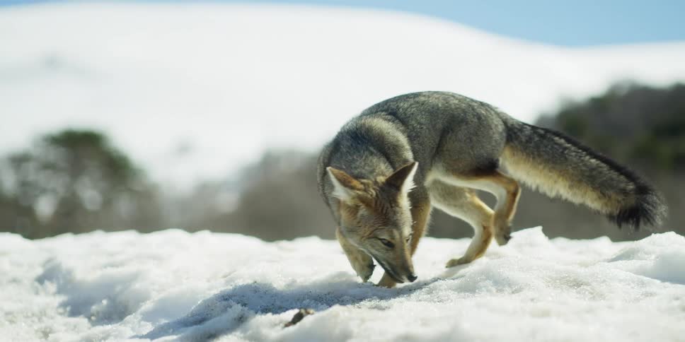A wild fox is hunting in the snow outdoors