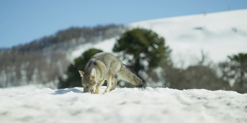 Wild fox hunting in the snow