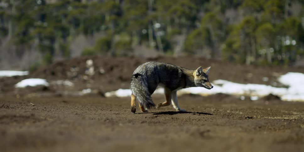 A fox with a bushy tail walks away then stops and turns