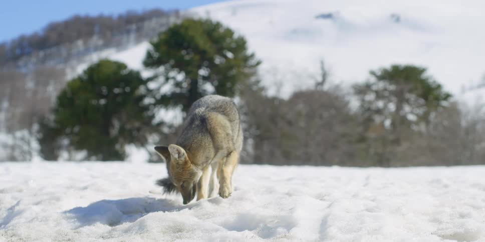 A fox is hunting in the snow